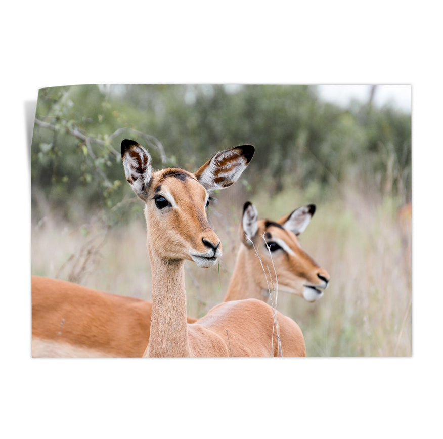 Impalas Hembras