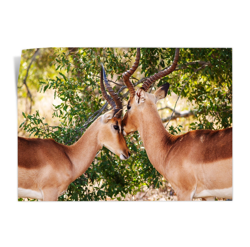 Impala