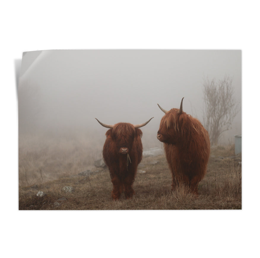 Yak en la Niebla