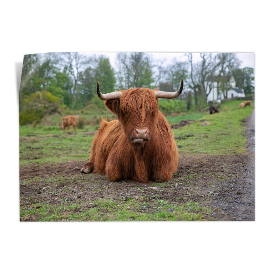 Yak