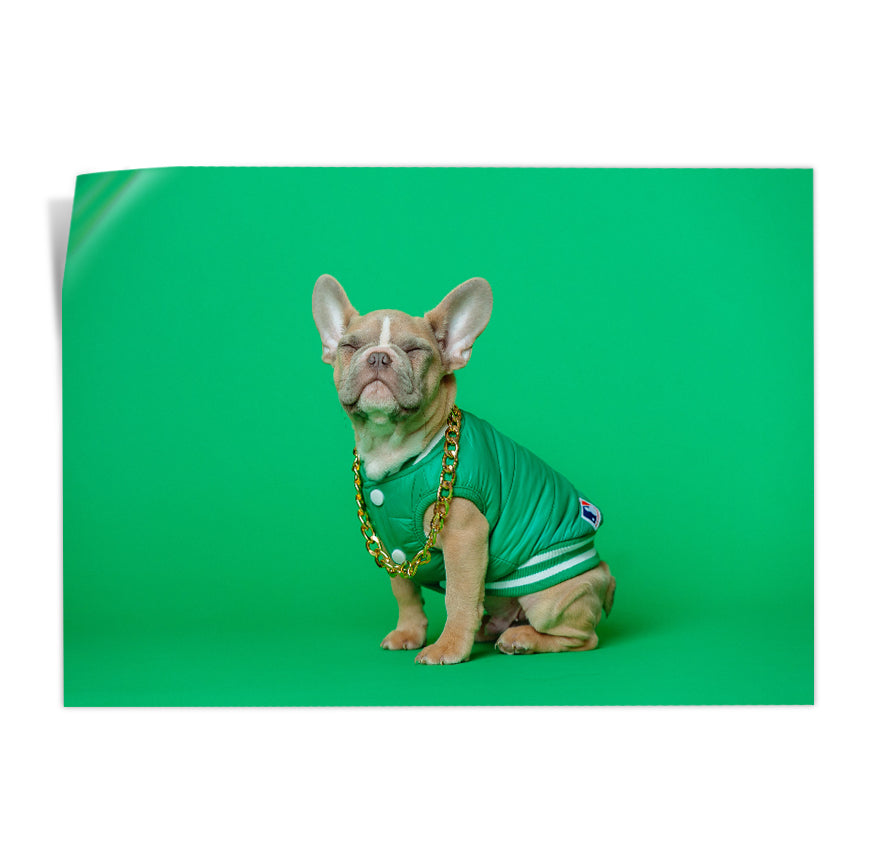 Buldog Francés