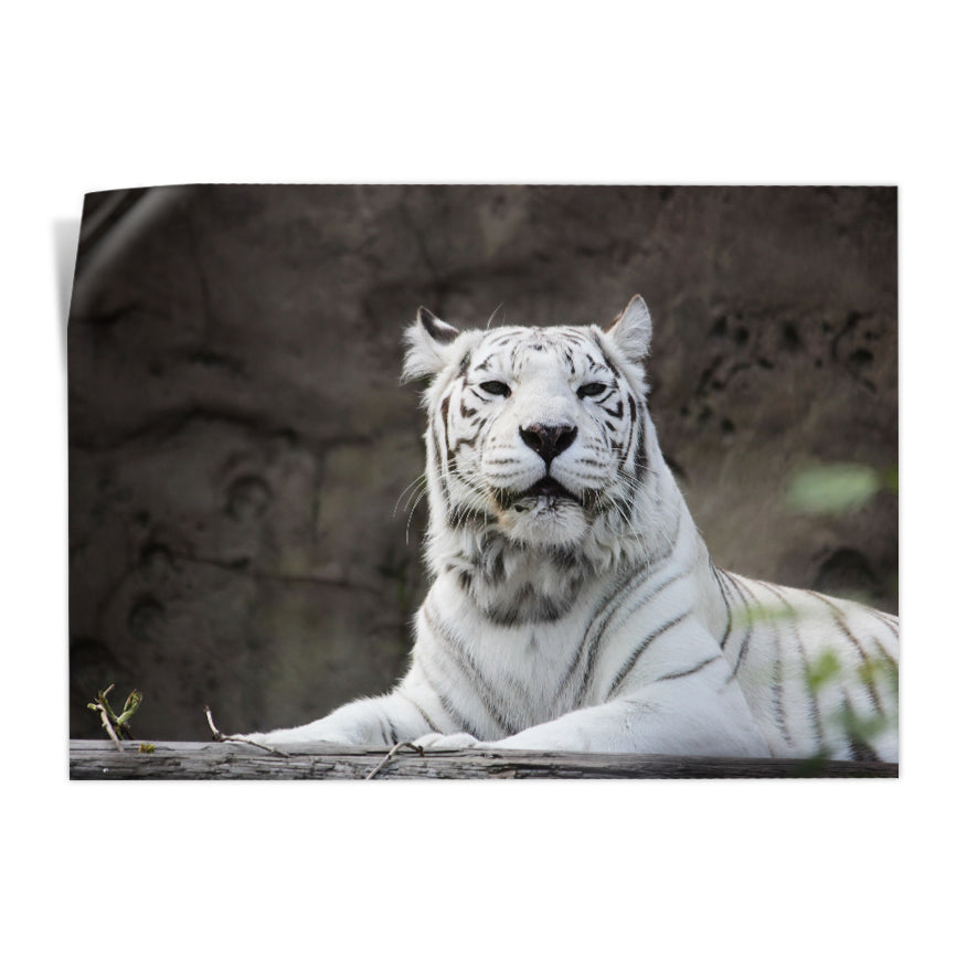 Tigre Albino