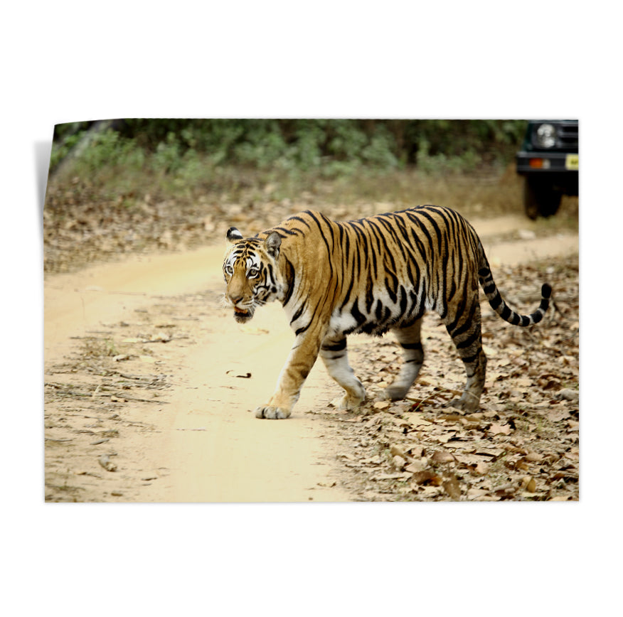Tigre