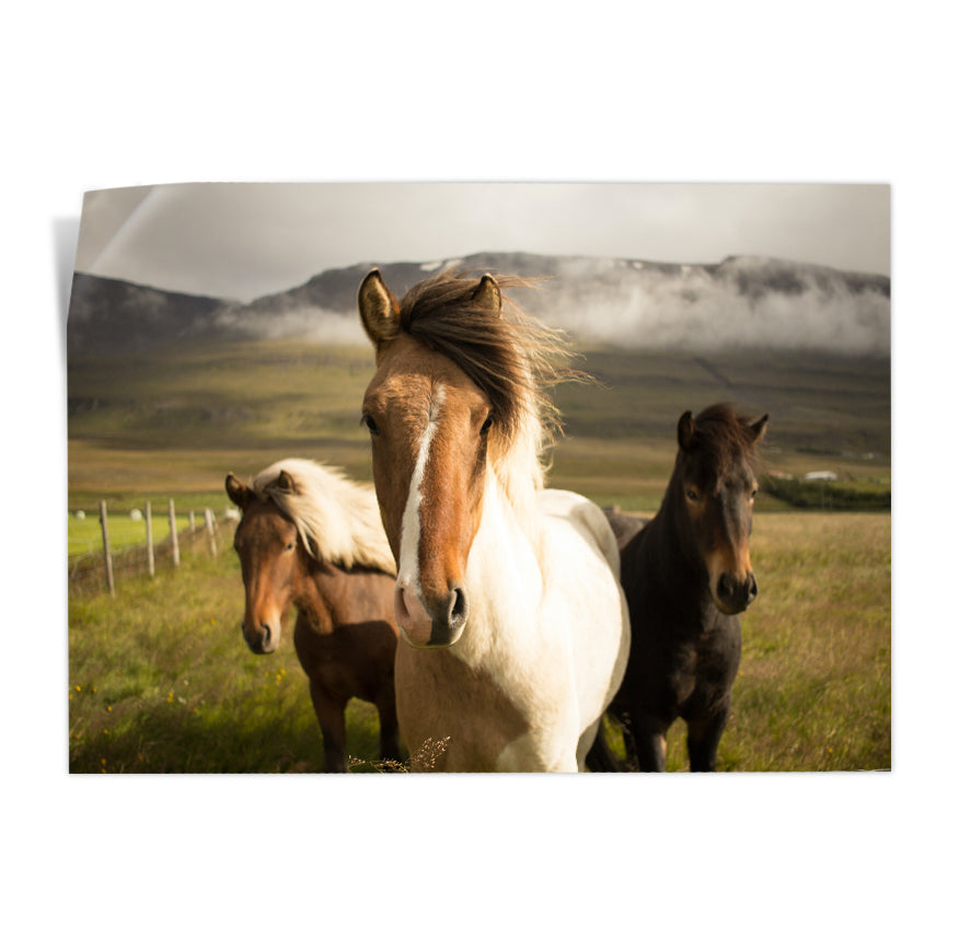 Caballos