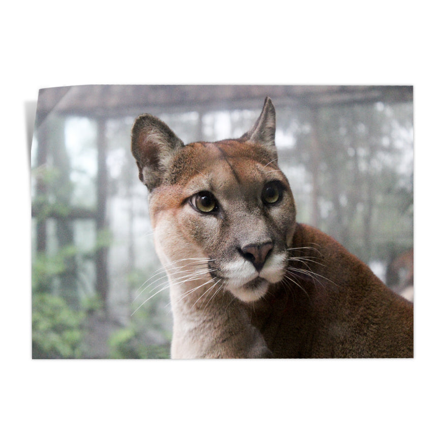 Puma