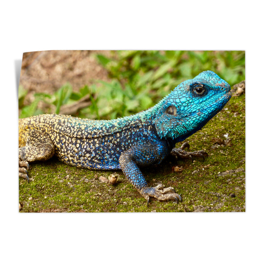 Agama de Cabeza Azul