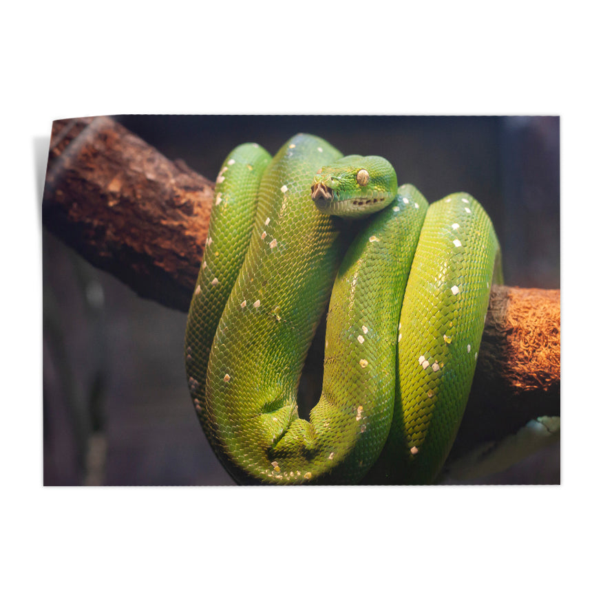 Pitón Arborícola Verde