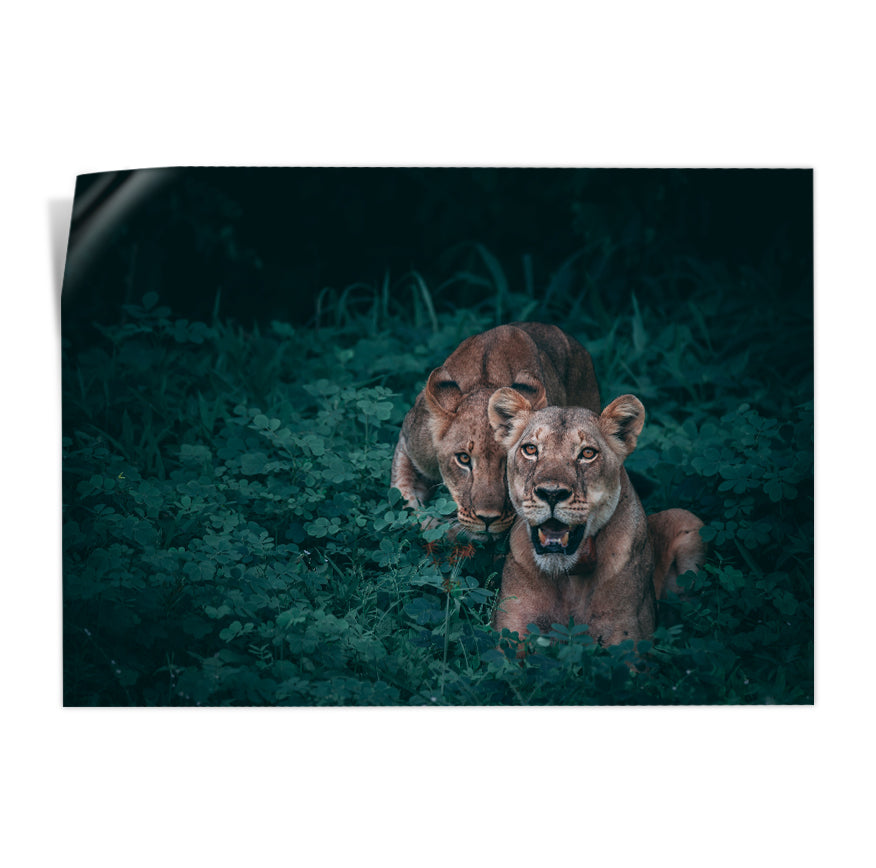 Leonas