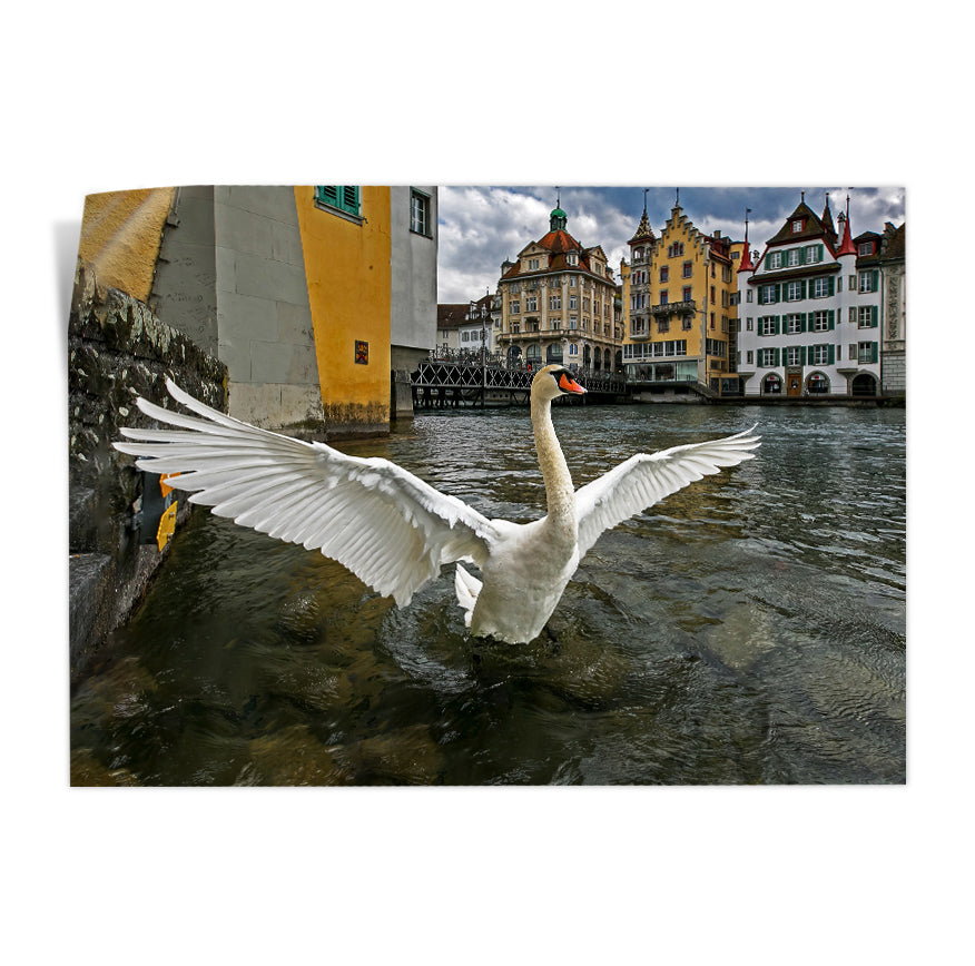 Cisne Blanco