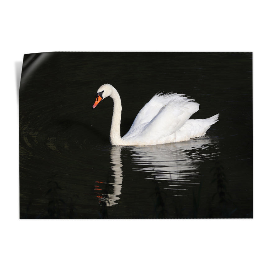 Cisne Vulgar