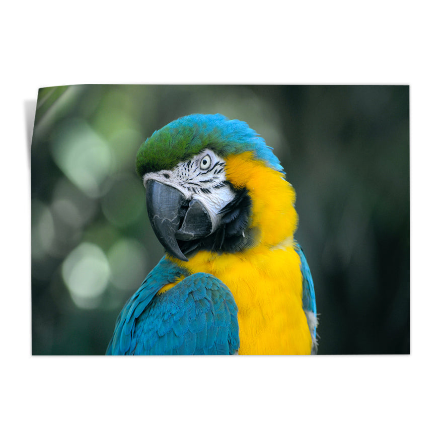 Guacamayo Amarillo Azulado