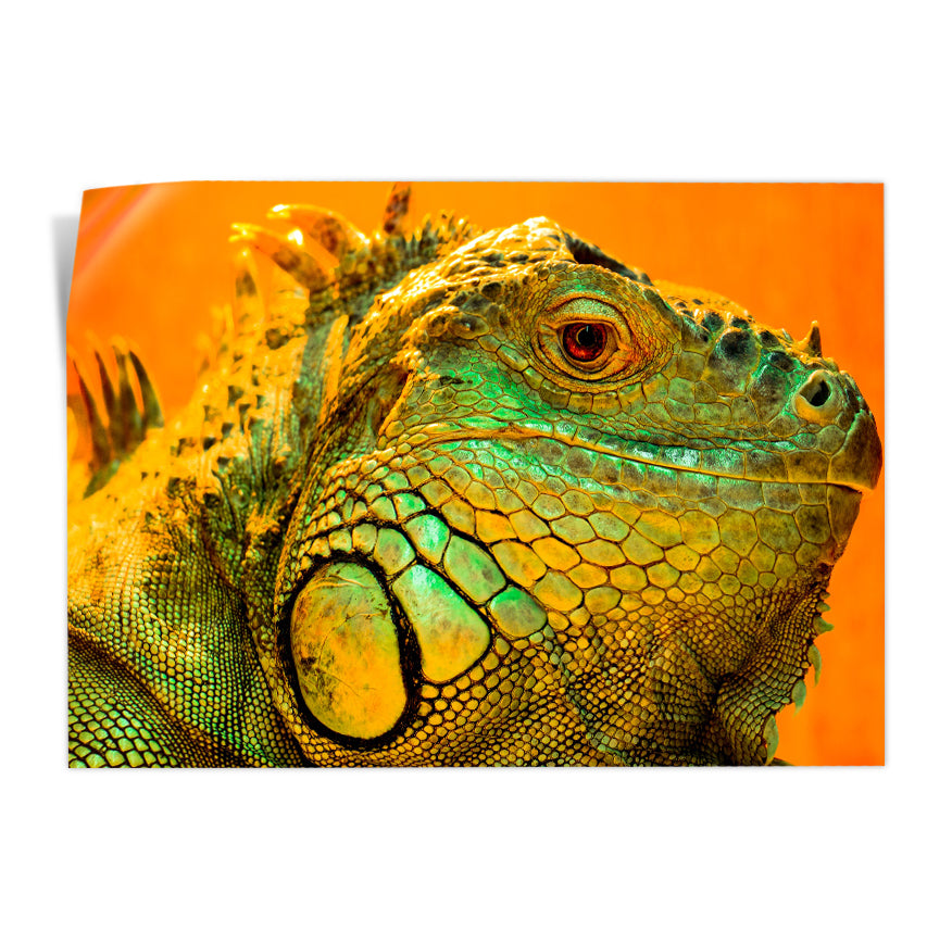 Iguana
