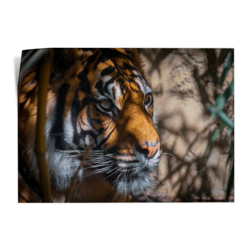 Tigre Asechante