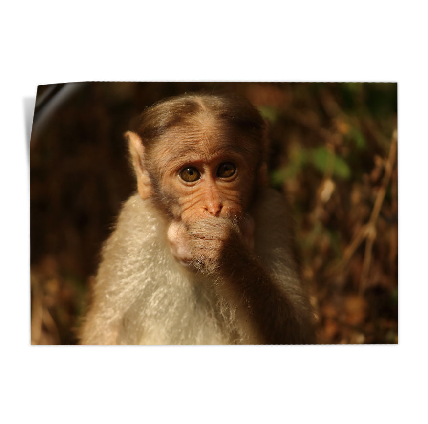 Macaco Coronado
