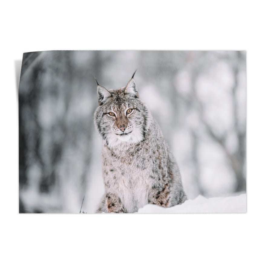 Lince