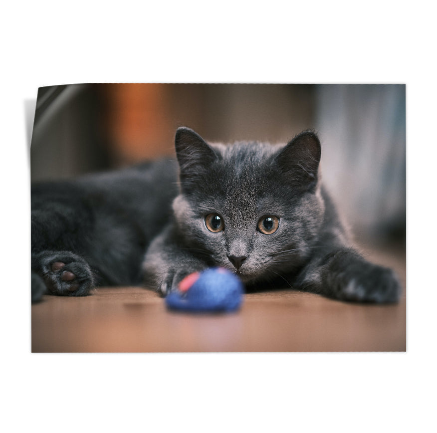 Gato Curioso