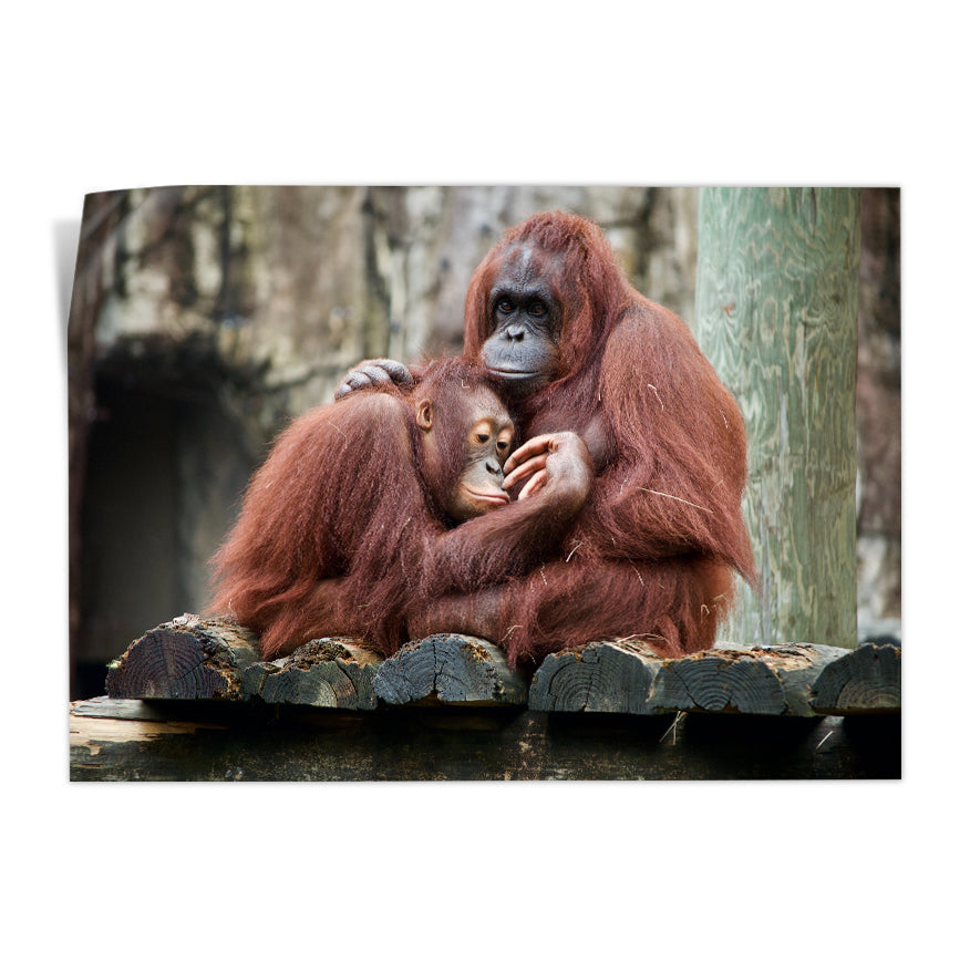Orangután