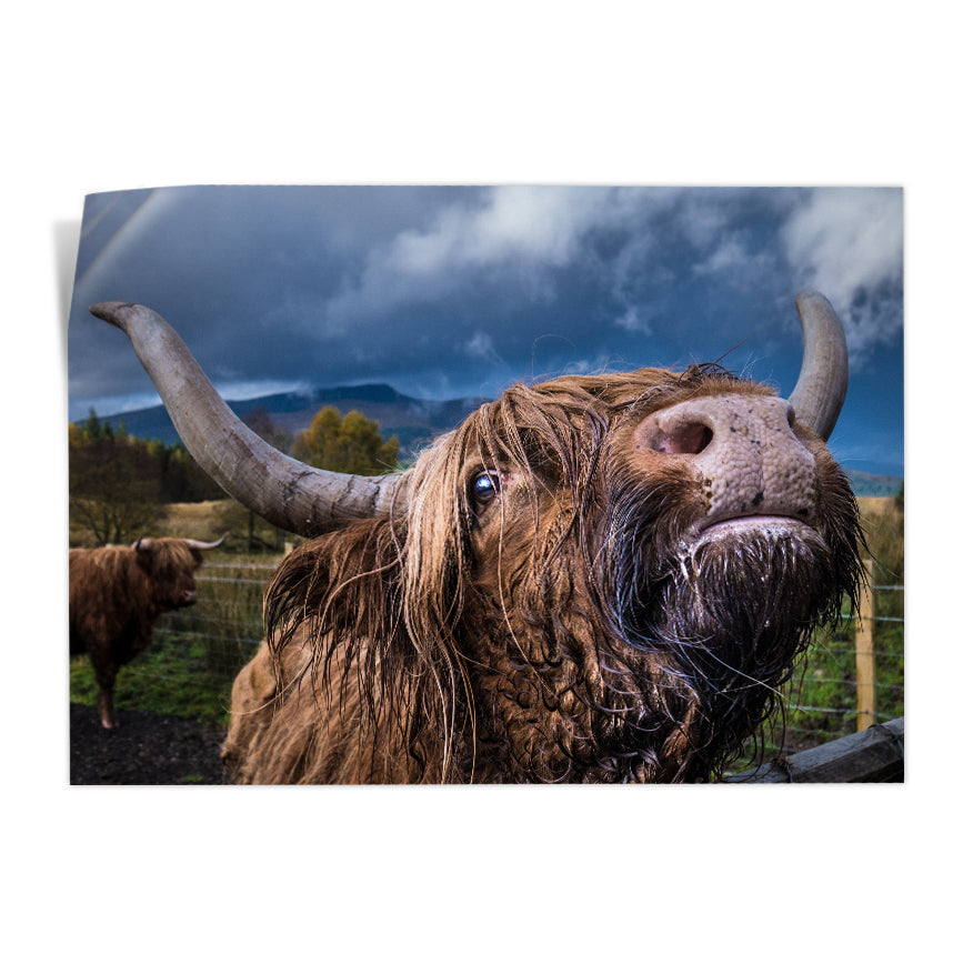 Yak