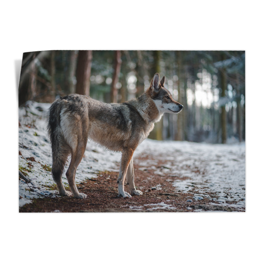 Lobo