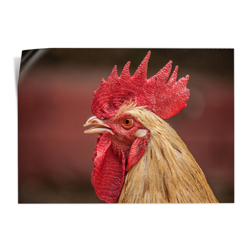 Gallo