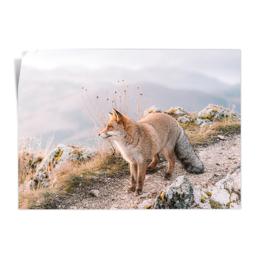 Zorro Rojo