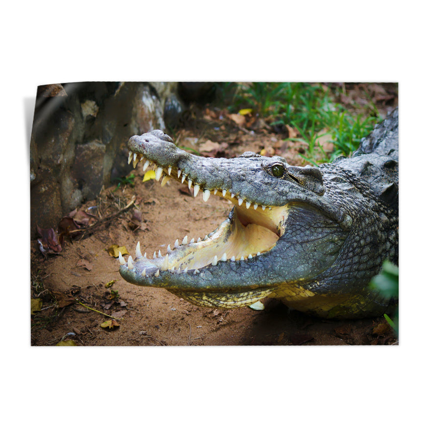 Cocodrilo