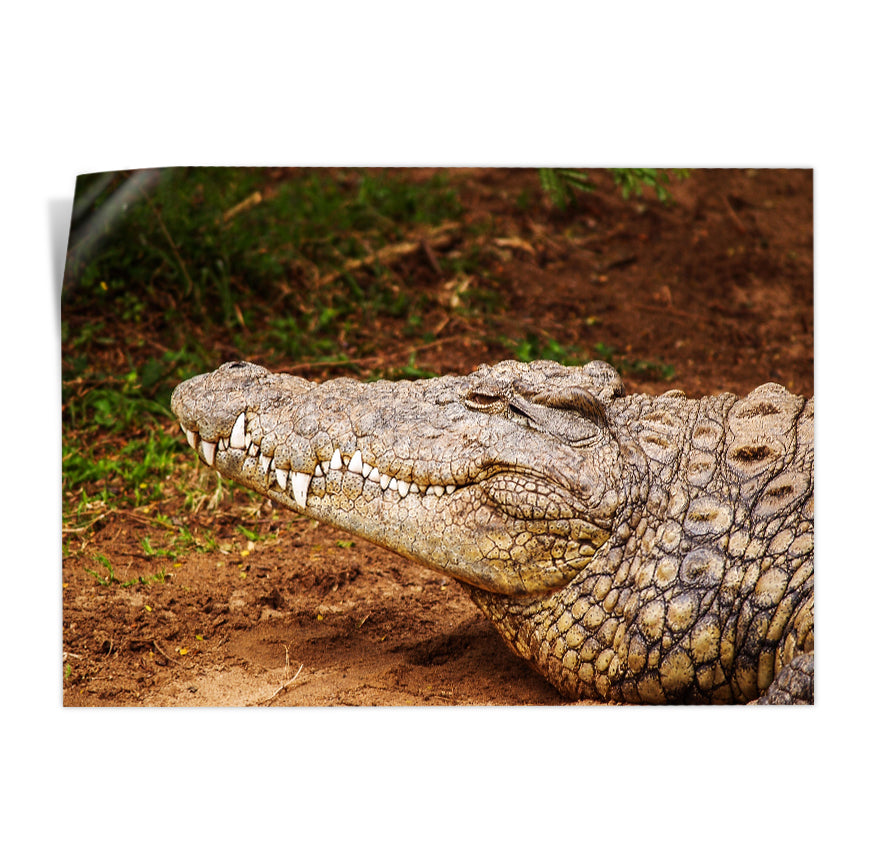 Cocodrilo