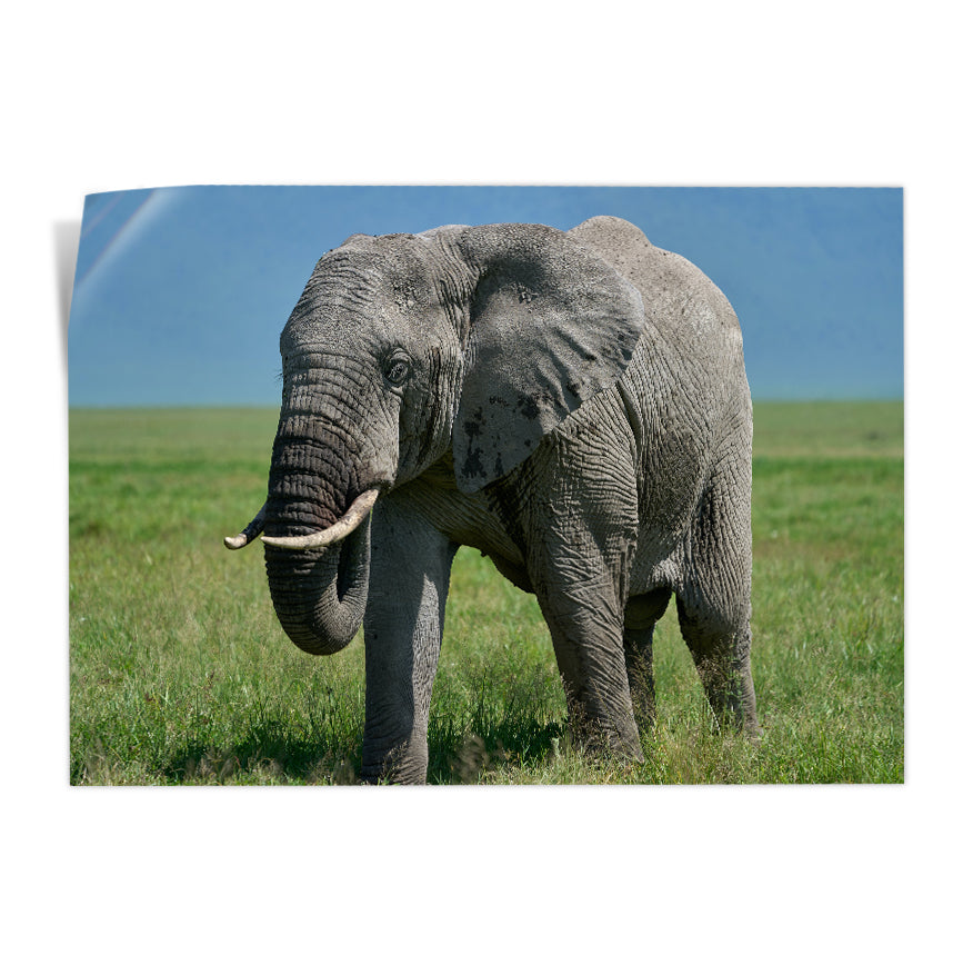 Elefante