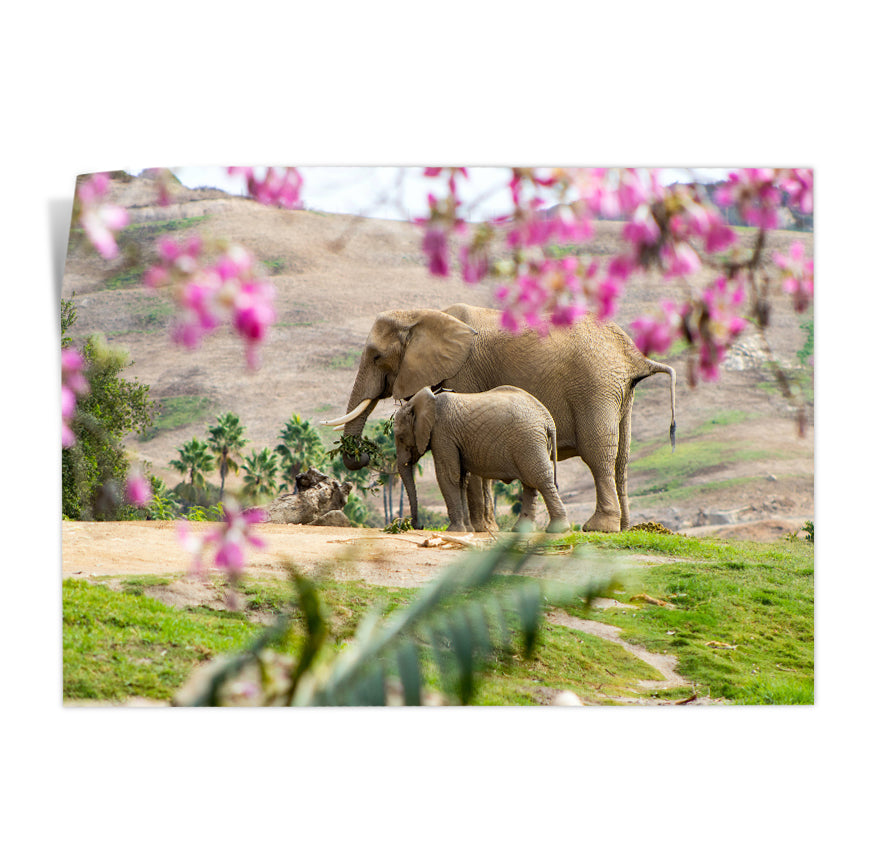 Elefante  y Cría
