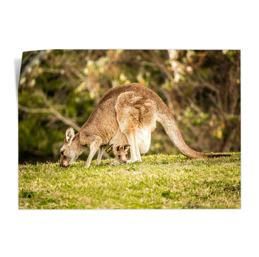 Canguro