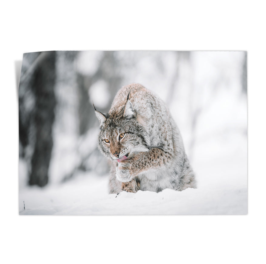 Lince Canadiense
