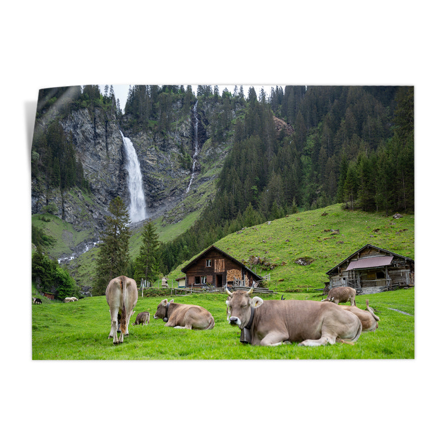 Vacas