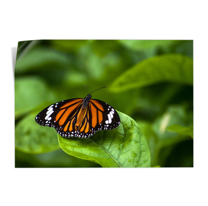 Mariposa Monarca