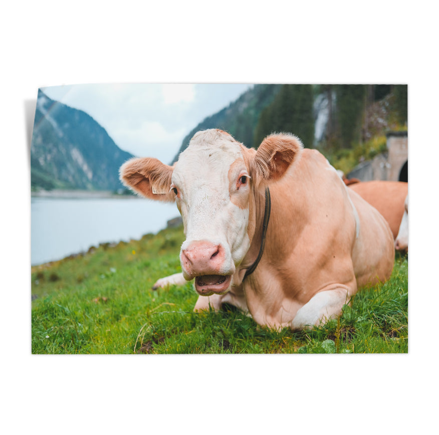 Vaca