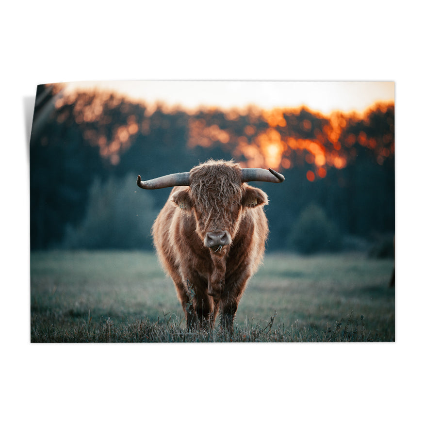 Vaca de las Tierras Altas