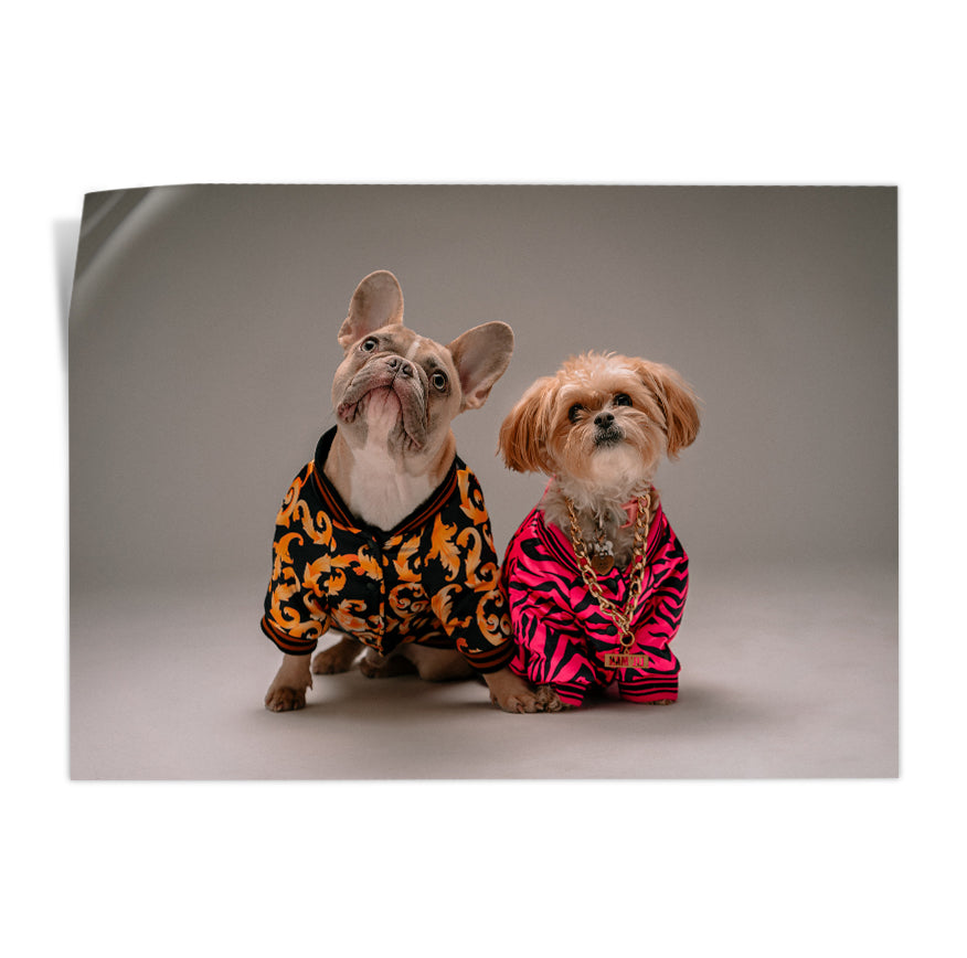 Perros con Camisa