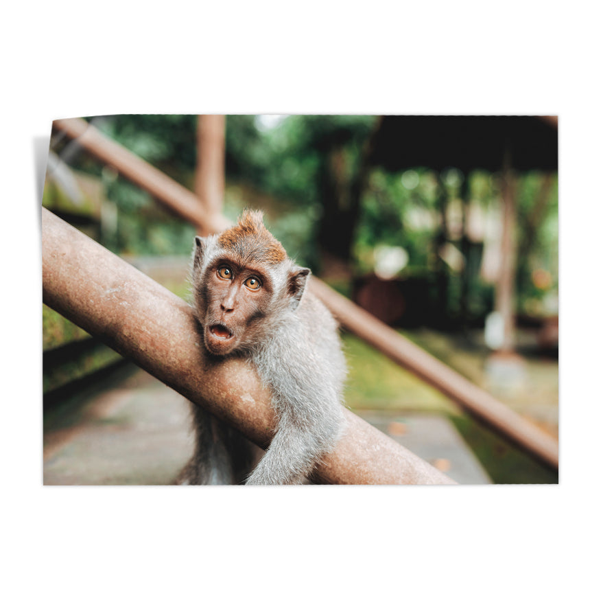 Macaco Rhesus