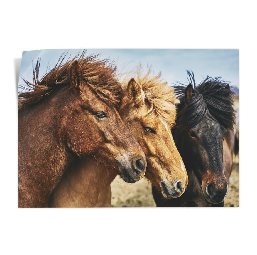 Caballos Gallegos