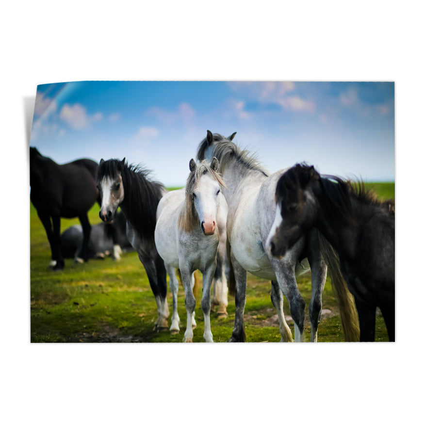 Caballos