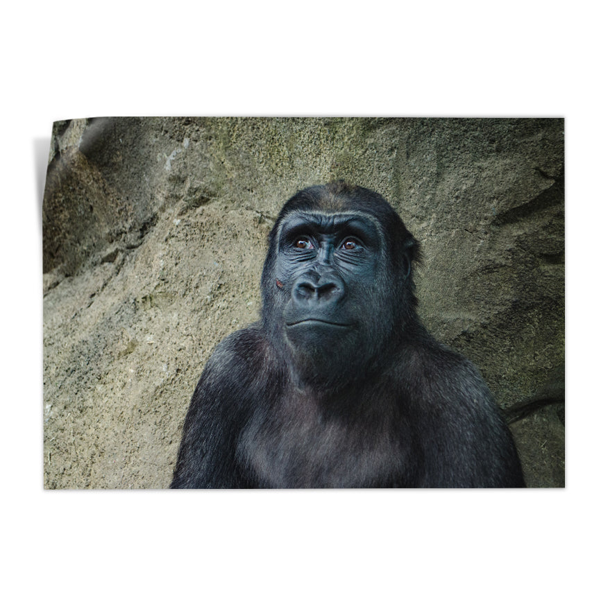 Gorilla Hembra