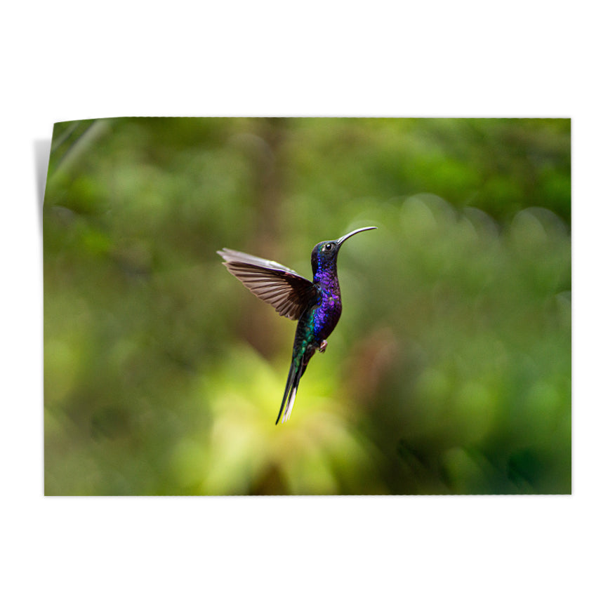 Colibrí