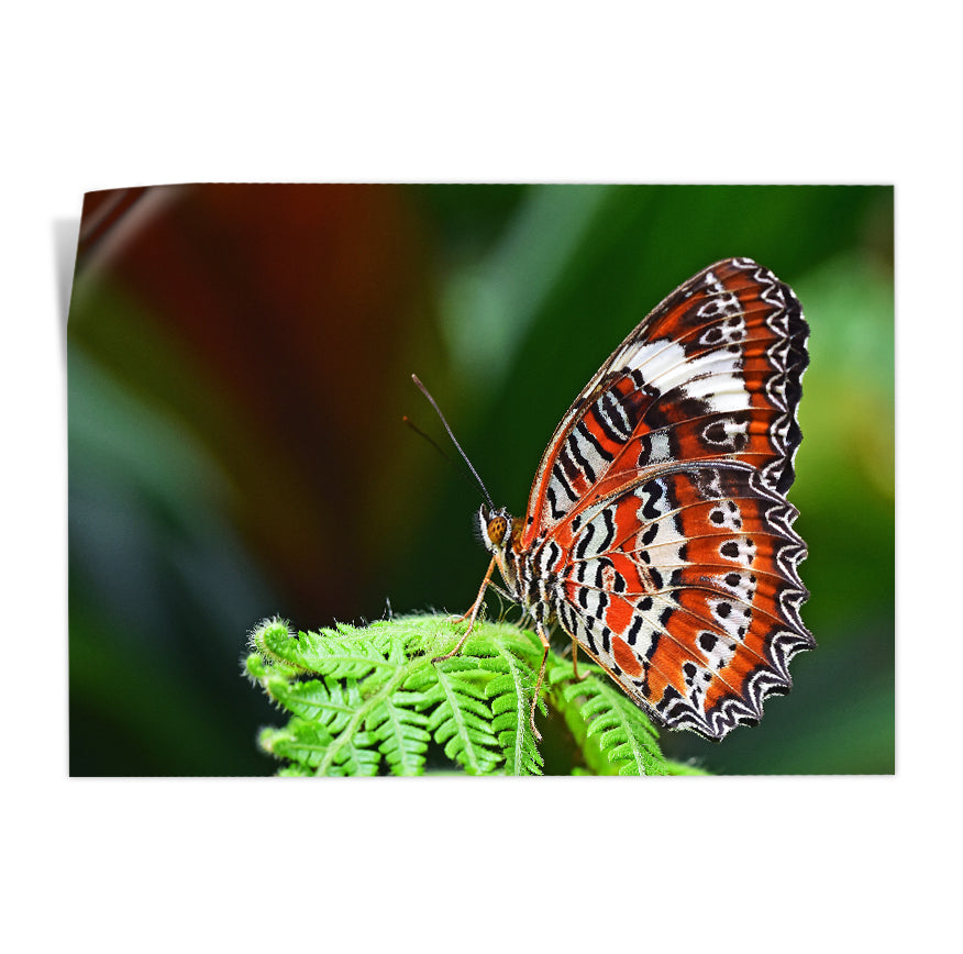 Mariposa