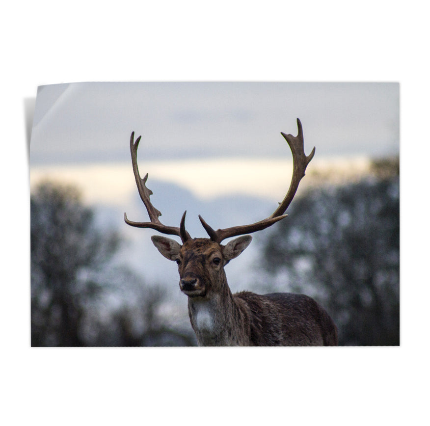 Venado