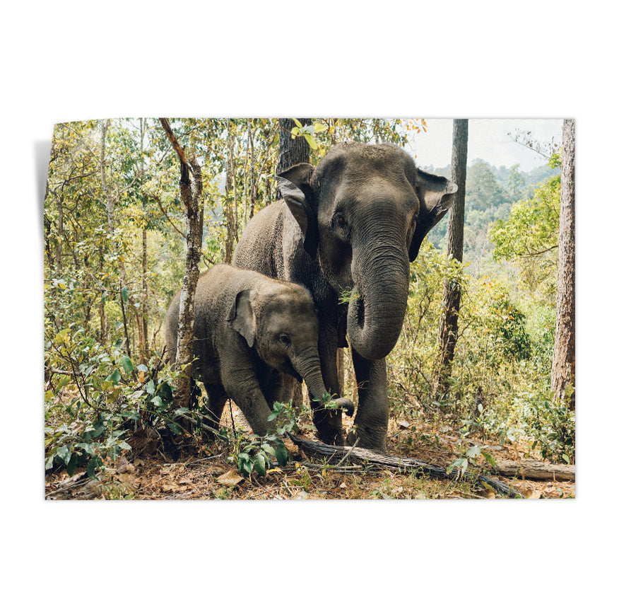 Elefante y Cría