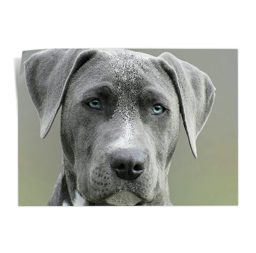 Staffordshire Terrier Americano
