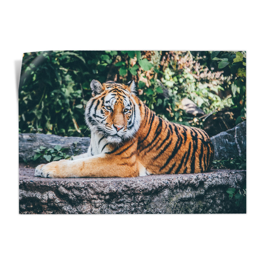 Tigre