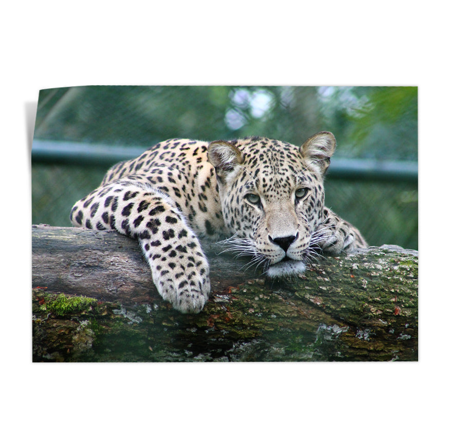 Leopardo