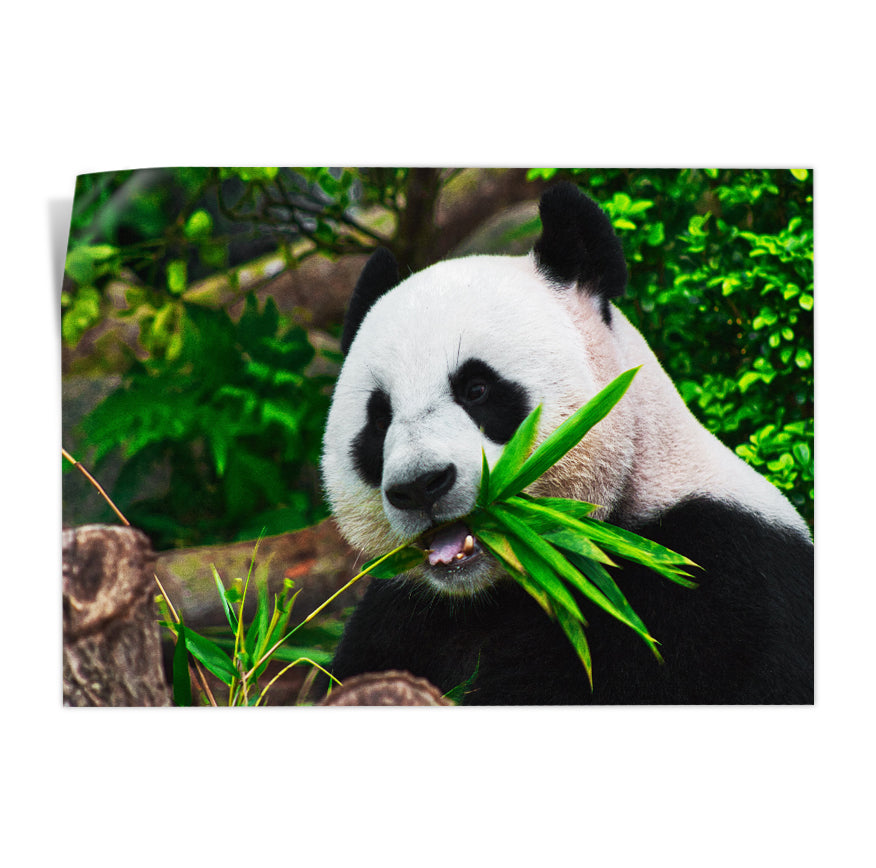 Oso Panda