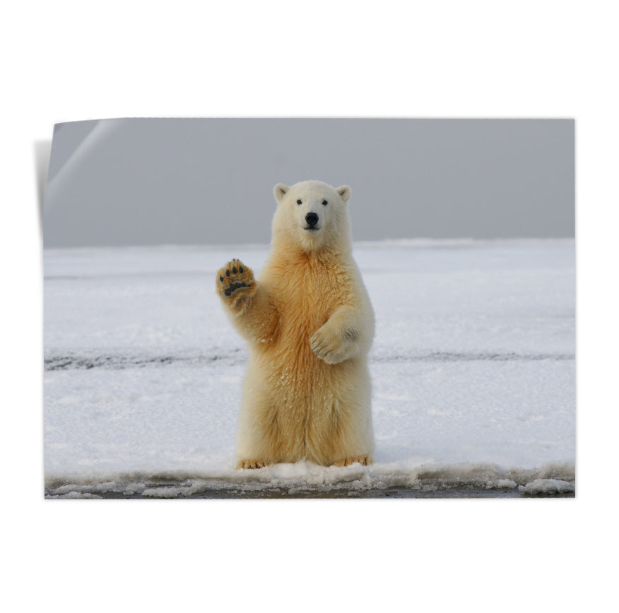 Oso Polar