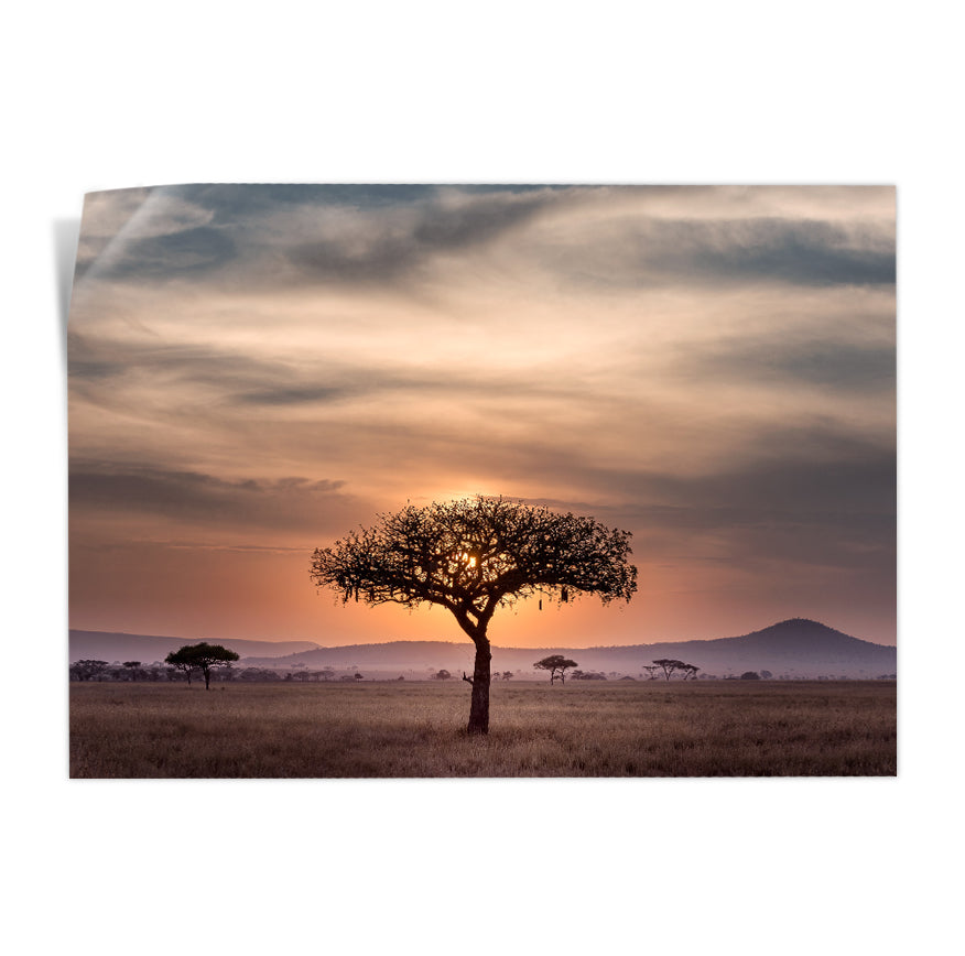 Silueta de Árbol